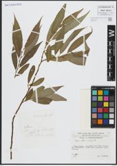 Foto von Salix alba L. x Salix fragilis L.
